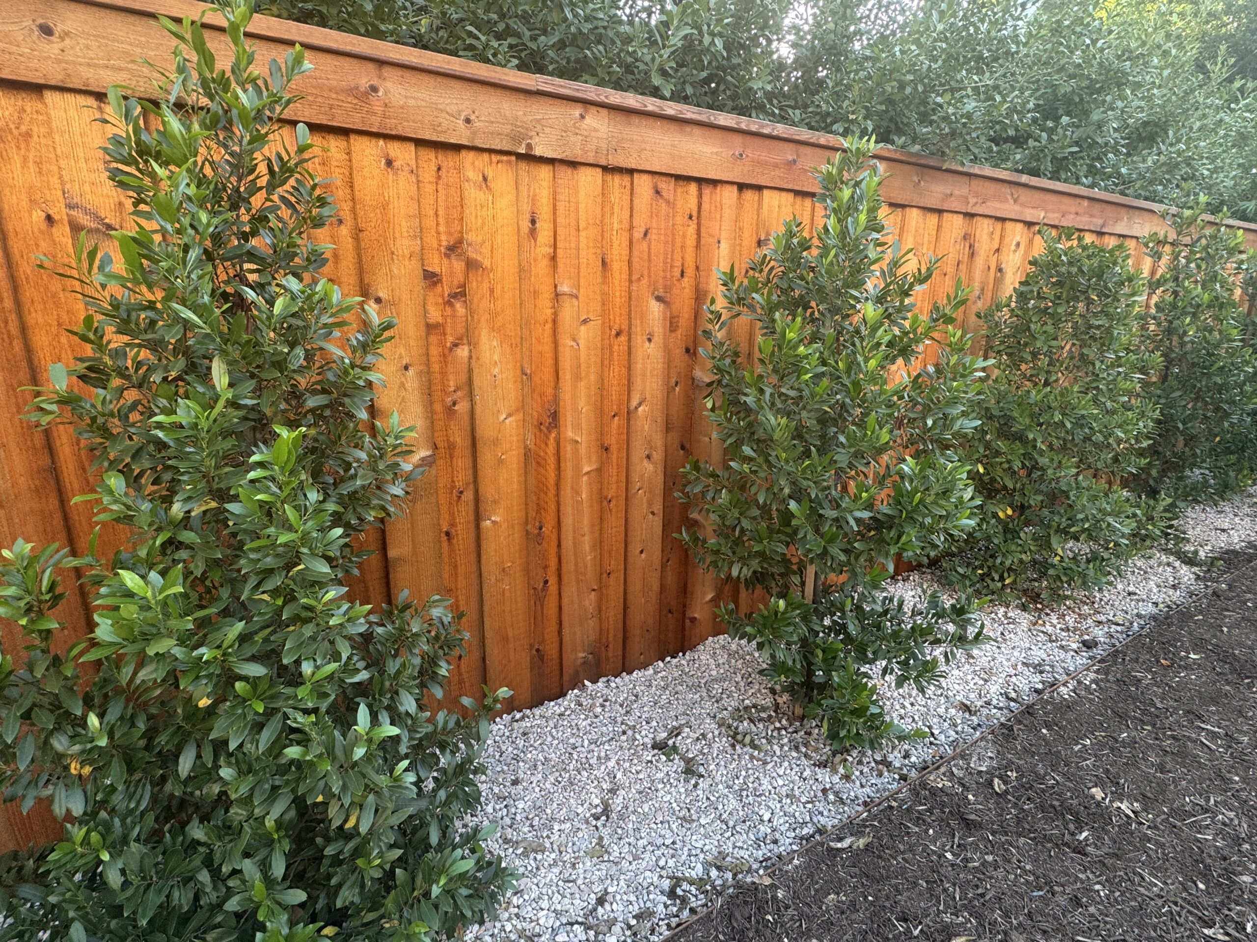 Five green bushes planted in white gravel beside a wooden fence, with soil and mulch on the other side.