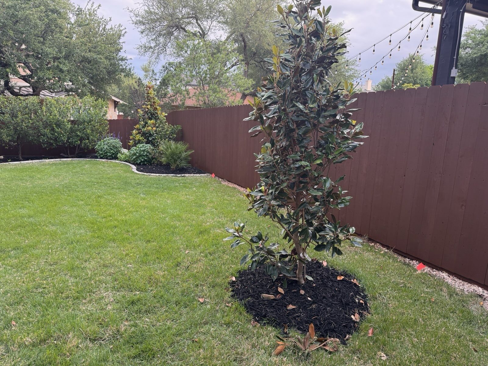 ME490b16d62a64065ae17e251e0a45e8a1 A small magnolia tree with dark mulch at its base stands in a neatly maintained backyard with green grass, a brown wooden fence, and other shrubs in the background.