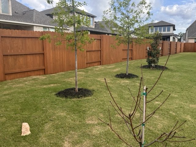 Three young trees planted in a grassy backyard with a wooden fence and houses in the background, under a partly cloudy sky.