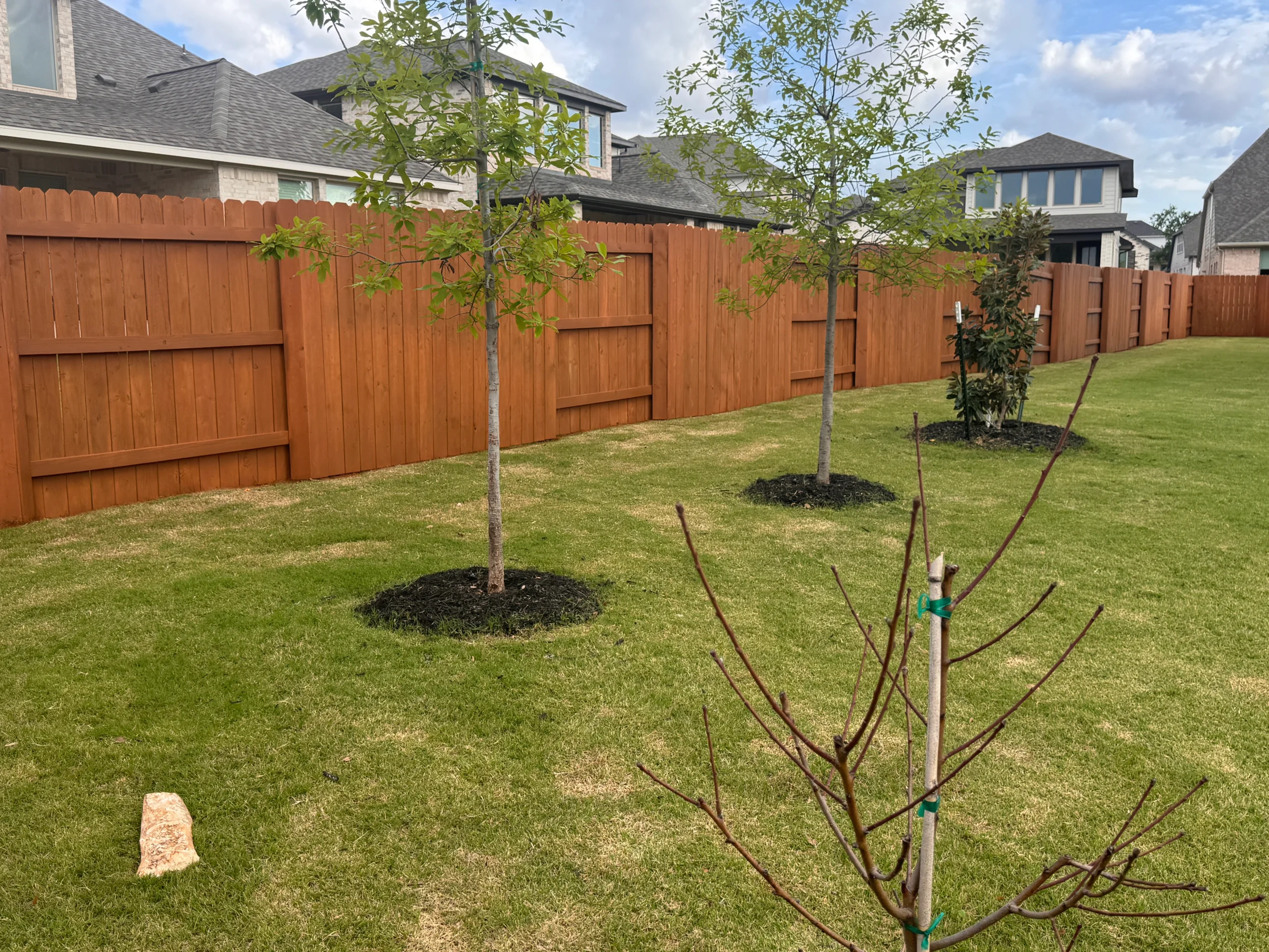 A fenced backyard with green grass, three young trees planted along the fence, and one small, leafless tree in the foreground—perfect for showcasing the work of a professional fence staining contractor.